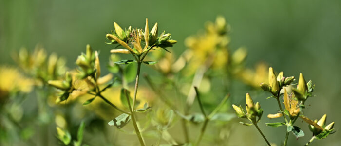 20220614-28905- - kopie