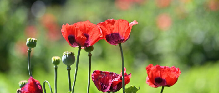 20220614-28911- - kopie