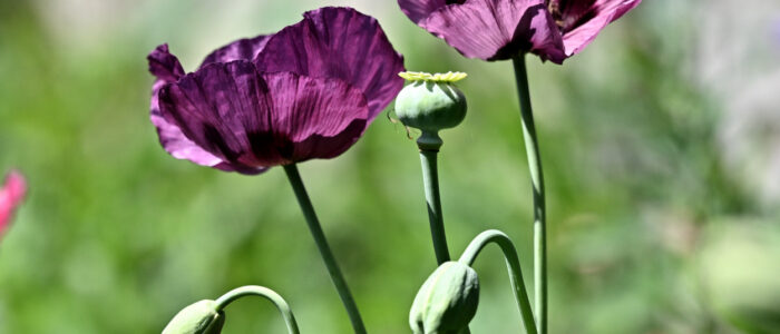 20220614-28914- - kopie