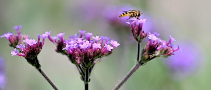 20220614-28940- - kopie