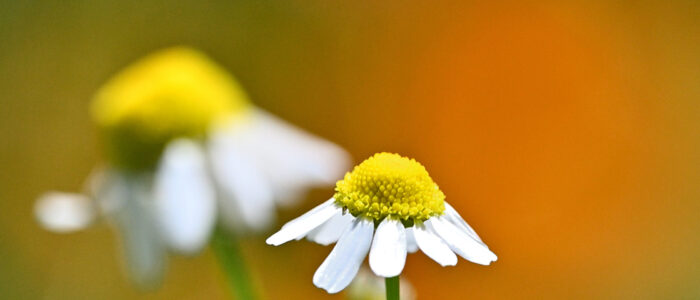 20220614-29054- - kopie