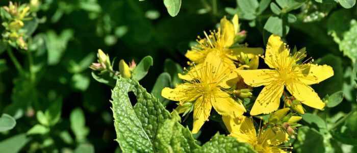 20220614-29114- - kopie