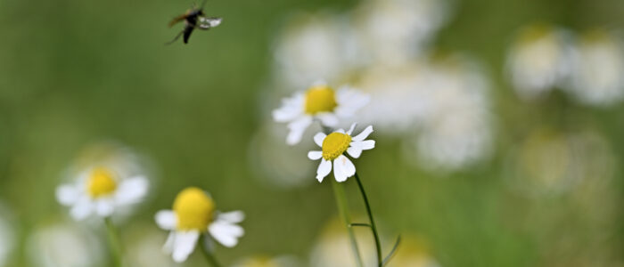 20220614-29203- - kopie